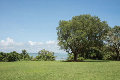 Trees on landscape against sky