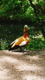 Close-up of bird perching on tree