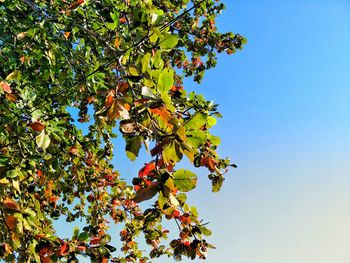 Low angle view of tree against sky