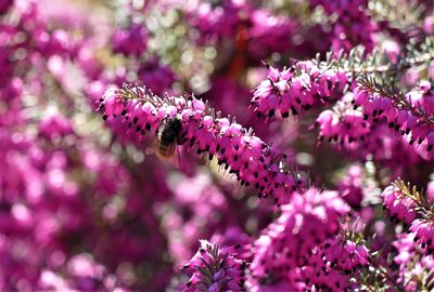 Close-up of pine cone