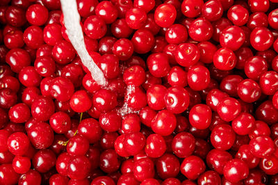 Cherry washing. sweet cherry washing in the kitchen sink. washing cherries in colander 