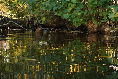 Close-up of plants growing in lake