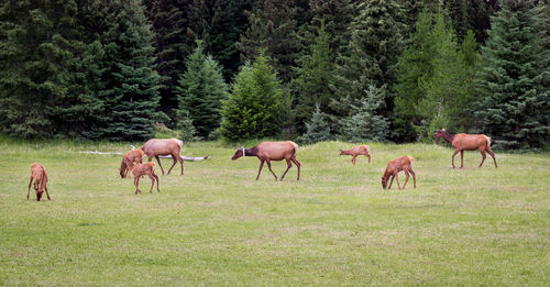 Deer on green land at jasper national park