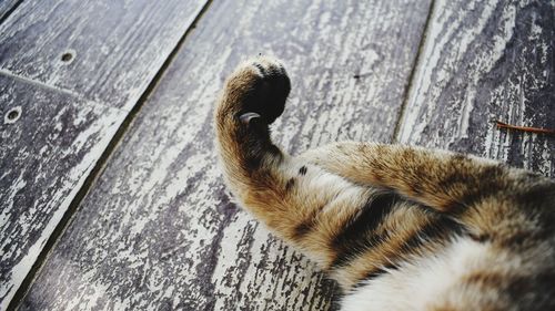 Close-up of a cat