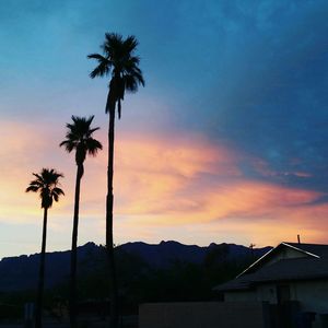 Palm trees at sunset