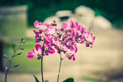 Close-up of pink bougainvillea blooming outdoors