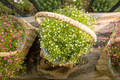 Close-up of plants