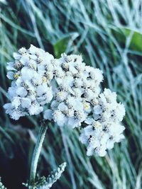 Close-up of frozen plant