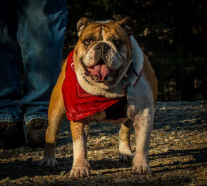 Close-up of dog in scarf standing on field