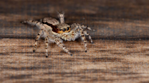 Close-up of spider on wood