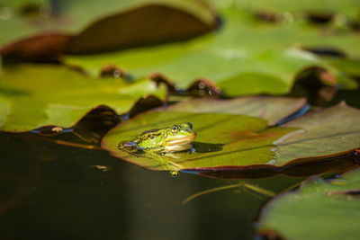 A beautiful common green water frog enjoying sunbathing in a natural habitat at the forest pond. 