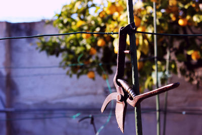 Close-up of equipment hanging on clothesline