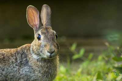 Close-up of rabbit