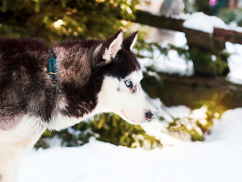 Close-up of a dog looking away
