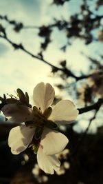 Close-up of white flower blooming on tree against sky