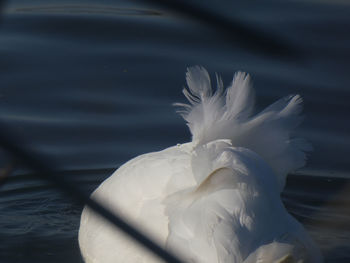 Close-up of white swan in lake