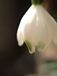 Close-up of white flowers