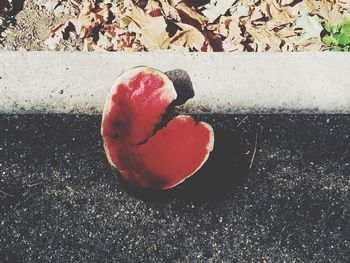 Close-up of red flower