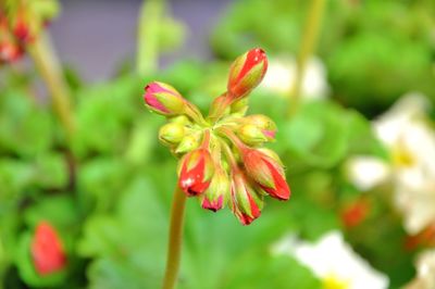 Close-up of red rose flower bud