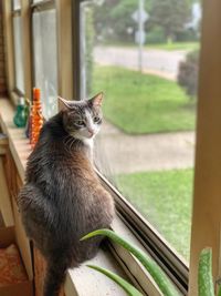 Portrait of cat sitting by window