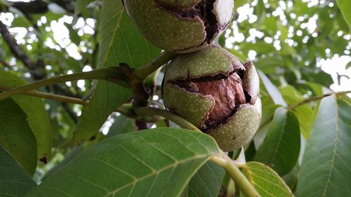 Close-up of fresh fruits on tree