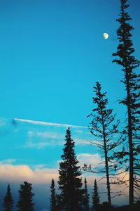 High section of silhouette trees against blue sky