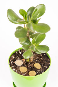 High angle view of potted plant against white background