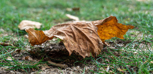 Close-up of dry maple leaf on grass