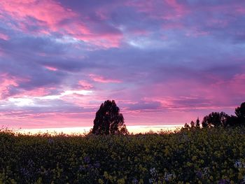 Scenic view of flowering plants on field against sky during sunset