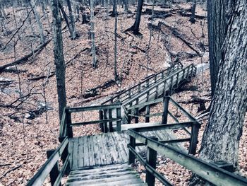 Close-up of steps and trees