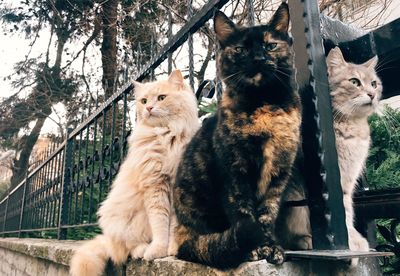 Cats sitting in a park