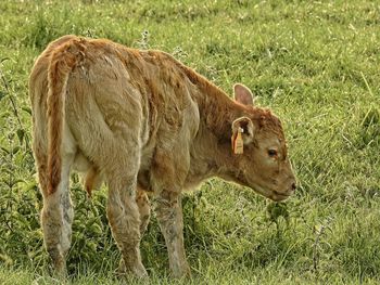 Cow standing in a field