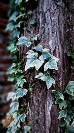 Close-up of lichen on tree trunk