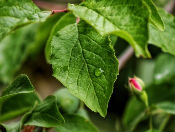 Close-up of fresh green leaves