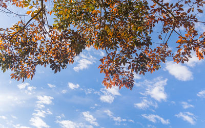 Low angle view of trees against sky during autumn