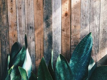 High angle view of succulent plant by wall