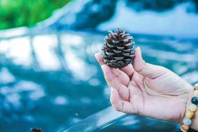 Close-up of hand holding pine cone