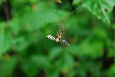 Close-up of spider on web