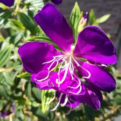 Close-up of purple crocus flower