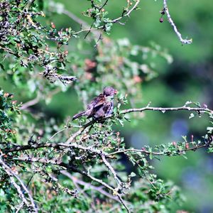 Bird perching on a tree