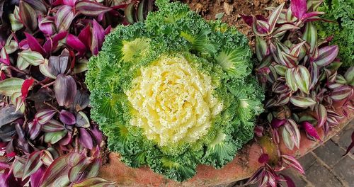 High angle view of flowering plants at market stall