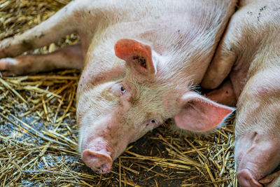 Close-up of an animal pen