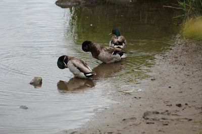 Ducks swimming in lake