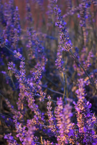 Close-up of purple flowering plant in field