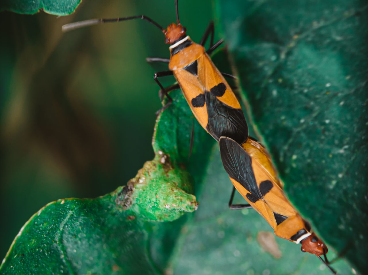 CLOSE-UP OF BUTTERFLY