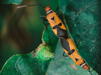 Close-up of butterfly on leaf