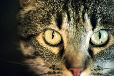 Close-up portrait of cat