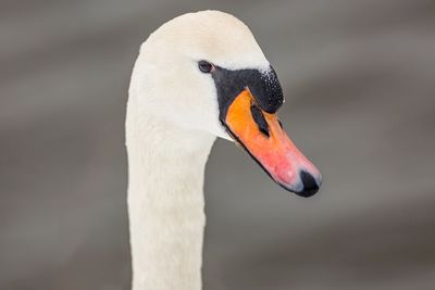 Close-up of swan