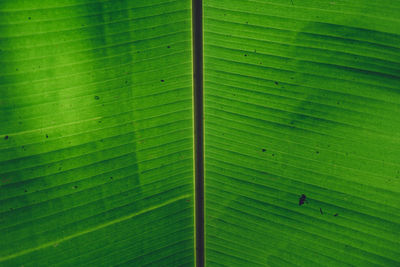 Full frame shot of green banana leaf