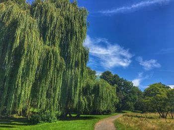 Panoramic view of trees on field against sky